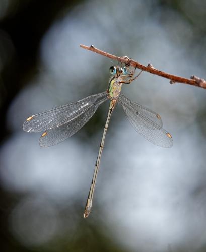 Réf. 267 060 : Chalcolestes viridis